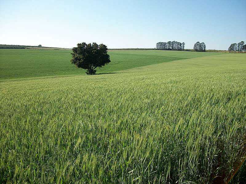 IMAGENS DA CIDADE DE LUNARDELLI - PR - LUNARDELLI - PR