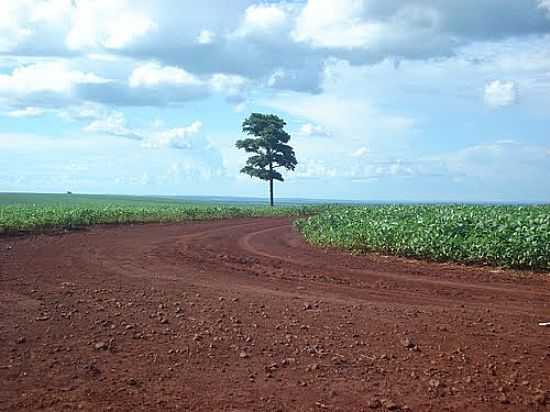 RVORE SOLITRIA NOS CAMPOS DE SOJA EM MALU-FOTO:JOO CARLOS BENETTON - MALU - PR