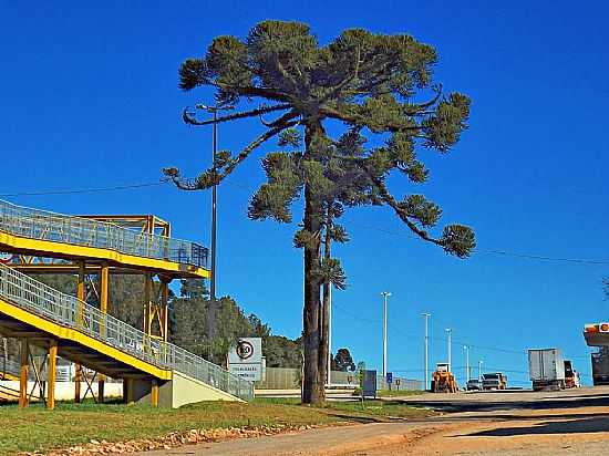 MANDIRITUBA-PR-ARAUCRIA CENTENRIA JUNTO  PASSARELA DA BR-116-FOTO:ALCIDES KOGLIN - MANDIRITUBA - PR