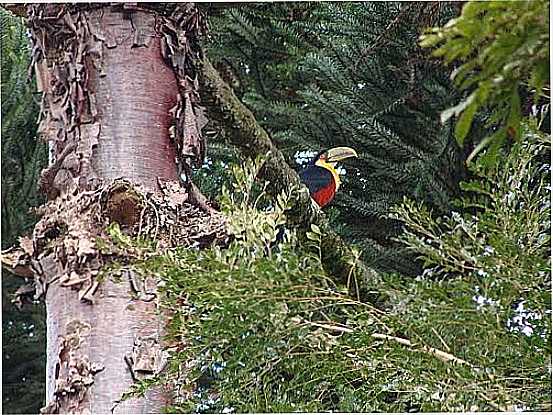 TUCANO EM UM GALHO DE ARAUCRIA EM MANGUEIRINHA-PR-FOTO:JONASTEL - MANGUEIRINHA - PR