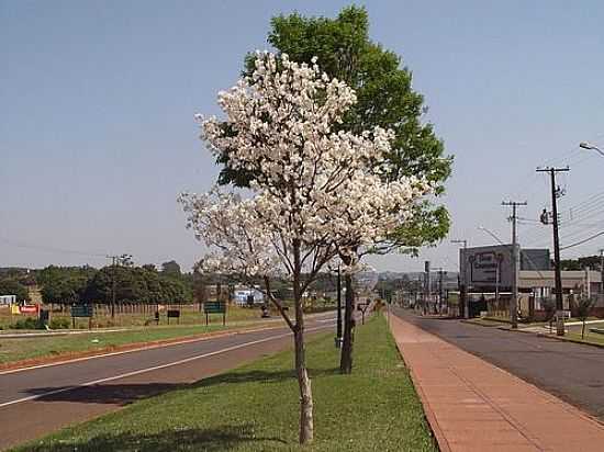 AVENIDA DA ENTRADA DA CIDADE DE MARIALVA-FOTO:CARLOS SICA - MARIALVA - PR