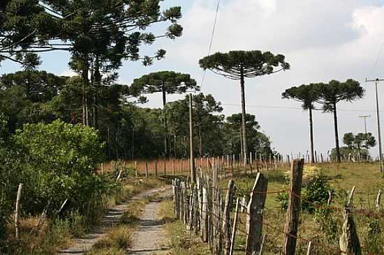 ARAUCRIAS NA ESTRADA DE MARIENTAL-FOTO:RENI SANTOS - MARIENTAL - PR