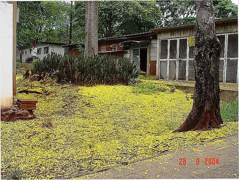 MARING-PR-FLORES DO GUABURUVU NA UNIVERSIDADE ESTADUAL-FOTO:CARLOS SICA - MARING - PR
