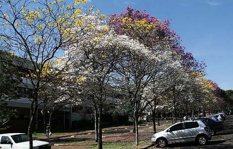 MARING-PR-MISTURA DE CORES NO IP-FOTO:CARLOS SICA - MARING - PR