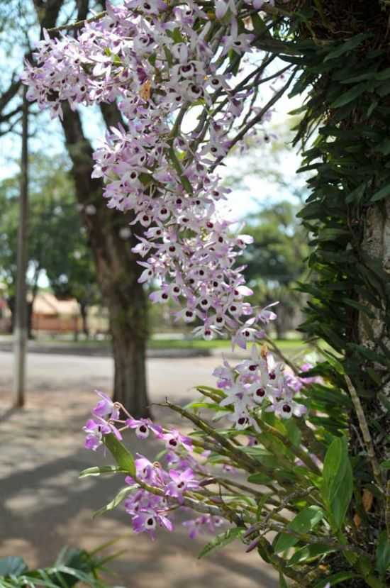 ORQUIDEAS - MARIP, POR EDISON CAETANO - MARIP - PR