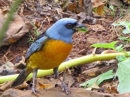 BIRDWATCHING EM MATO RICO-PR-FOTO:DIMAS