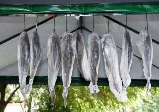 PESCA DA CORVINA, POR TATHY - MISSAL - PR