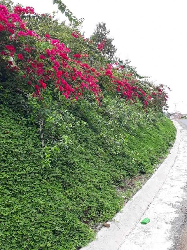 A NATUREZA  PERFEITA  EM IBIRAPITANGA BAHIA., POR ROBSON ASSIS - IBIRAPITANGA - BA