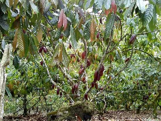 PLANTIO DE CACAU EM IBIRAPITANGA-BA-FOTO:BETO SANTANA - IBIRAPITANGA - BA