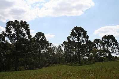 ANTIGA FAZENDA PINHALZINHO-FOTO:PEDLOWMA  - NATINGUI - PR