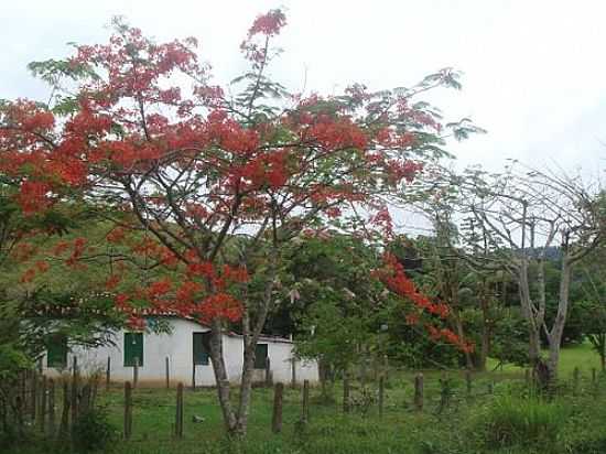 IBIRATAIA-BA-FLAMBOYANT EM REA RURAL-FOTO:MARCELO S F - IBIRATAIA - BA