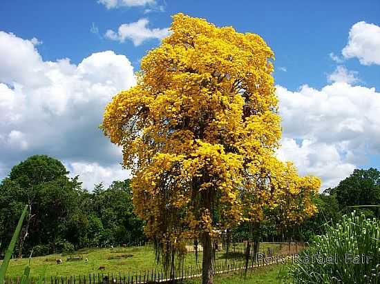 IP AMARELO EM REA RURAL DE IBIRATAIA-BA-FOTO:RENEFAIR - IBIRATAIA - BA