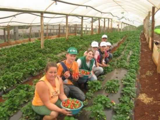 AGRICULTURA, POR ALEXANDRE - NOVA PRATA DO IGUAU - PR