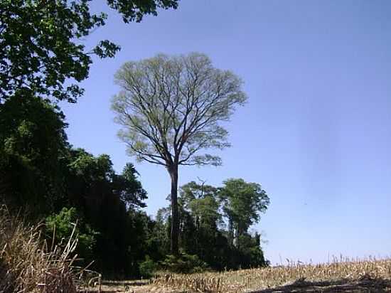 IMAGEM DA REGIO DE OURO VERDE DO PIQUIRI-FOTO:ARTEMIO C.KARPINSKI - OURO VERDE DO PIQUIRI - PR