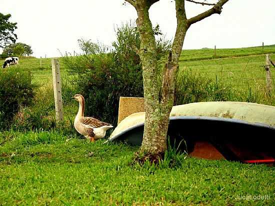 IMAGEM DE REA RURAL EM PALMEIRA-PR-FOTO:JUCALODETTI - PALMEIRA - PR