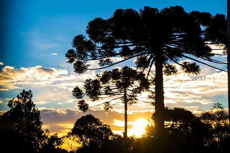 IMAGENS DA COLNIA PAPAGAIOS NOVOS, MUNICPIO DE PALMEIRA/PR - PAPAGAIOS NOVOS - PR