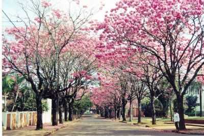 PRIMAVERA PSO DO NORTE, POR PATRICIA - PARASO DO NORTE - PR