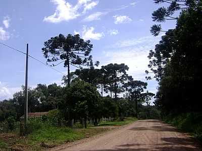 ESTRADA RURAL-FOTO:ARTEMIO C.KARPINSKI  - PAULO FRONTIN - PR