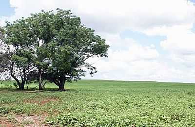 LAVOURA-FOTO:DIEGO REIS - PIQUIRIVA - PR