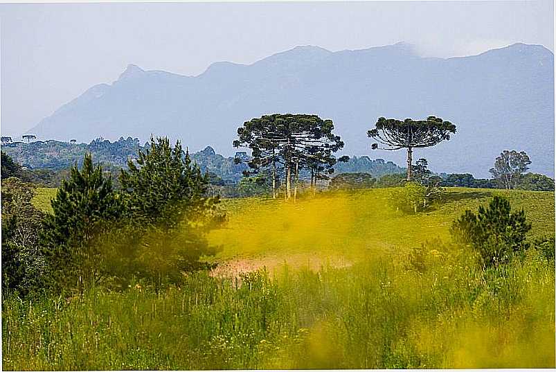 IMAGENS DA CIDADE DE PIRAQUARA - PR - PIRAQUARA - PR