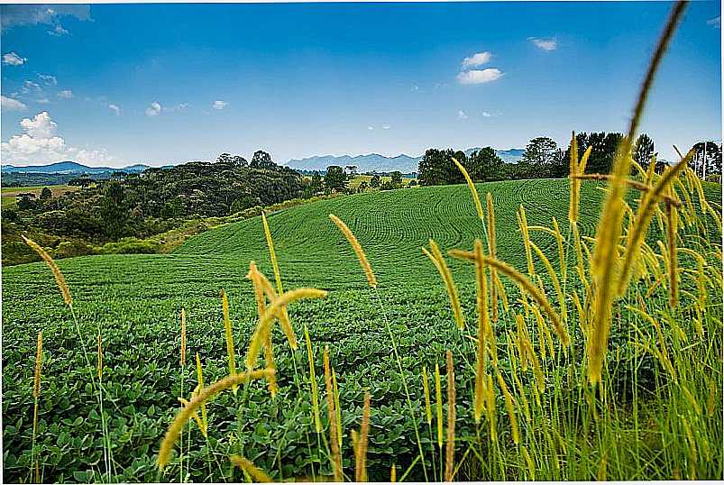 IMAGENS DA CIDADE DE PIRAQUARA - PR - PIRAQUARA - PR