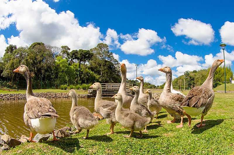 IMAGENS DA CIDADE DE PIRAQUARA - PR - PIRAQUARA - PR