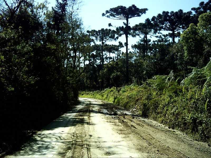 PRUDENTPOLIS-PR-ESTRADA CHEGANDO NA CIDADE-FOTO:MARTINVAHLDIEK - PRUDENTPOLIS - PR