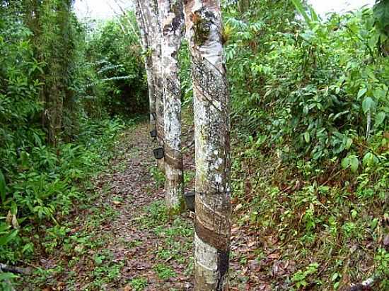 SERINGAL DA RESERVA ECOLGICA MICHELIN EM IGRAPINA-BA-FOTO:CAIO GRACO MACHADO - IGRAPINA - BA