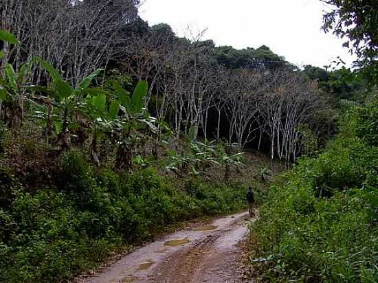 TRILHA DO SERINGAL NA RESERVA ECOLGICA MICHELIM EM IGRAPINA-BA-FOTO:CAIO GRACO MACHADO - IGRAPINA - BA