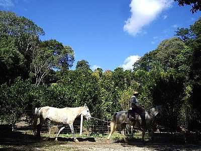 IMAGEM RURAL-FOTO:JOO MANOEL  - RIO BRANCO DO SUL - PR