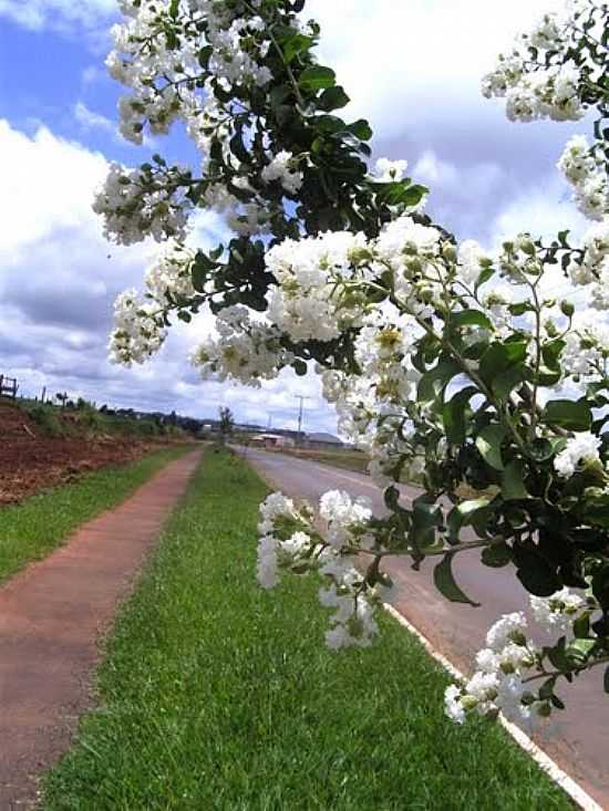 FLORES NA RODOVIA EM SABUDIA-FOTO:LEANDRO RENATO FERRE - SABUDIA - PR