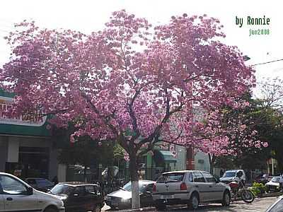 IP ROXO EM MONTE CASTELO POR RONNIEVANDRE - SANTA CRUZ DE MONTE CASTELO - PR