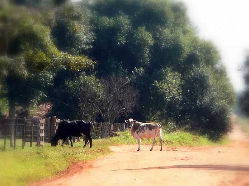 SANTA ESMERALDA-PR-BOVINOS EM ESTRADA RURAL-FOTO:ZANICOTTI.BLOGSPOT.COM  - SANTA ESMERALDA - PR