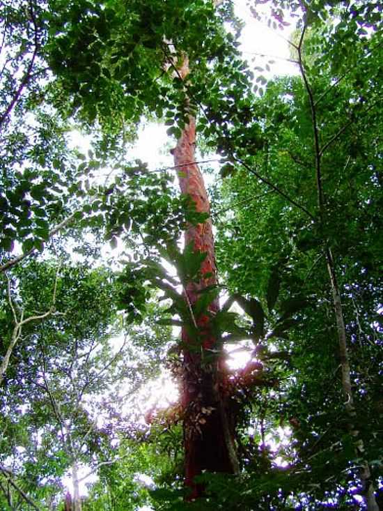 PAU FOGO,TRONCO VERMELHO E FOLHAS BEM VERDES, EM ILHUS-BA-FOTO:CAIO GRACO MACHADO - ILHUS - BA