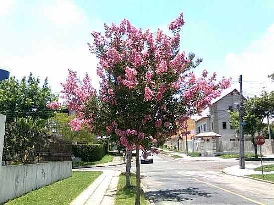 RVORE FLORIDA NA AVENIDA-FOTO:REGINALDO LEVINSKI - SANTA QUITRIA - PR