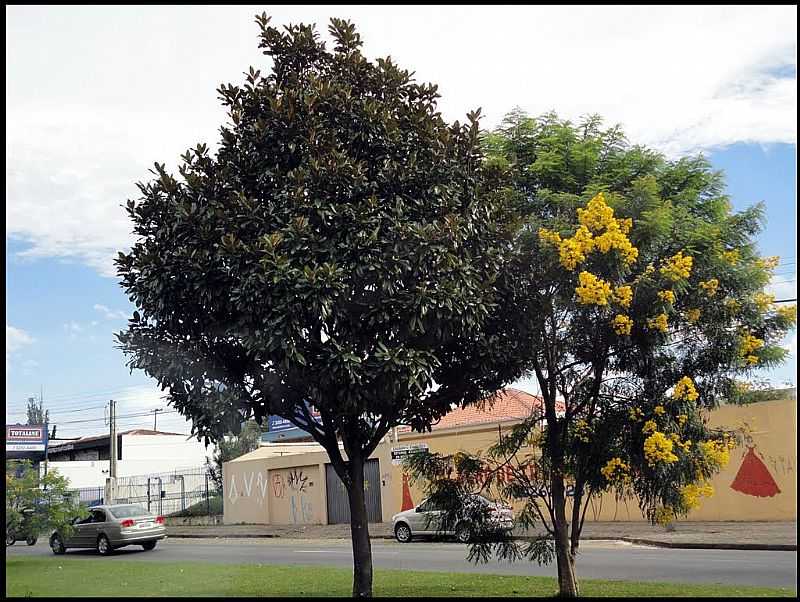 SANTA QUITRIA-PR-FLORES NA AVENIDA-FOTO:REGINALDO LEVINSKI - SANTA QUITRIA - PR