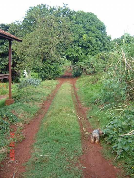 ENTRADA DA FAZENDA JOSANA EM SANTO ANTNIO DO PALMITAL-FOTO:PELLEGRINI32 - SANTO ANTNIO DO PALMITAL - PR