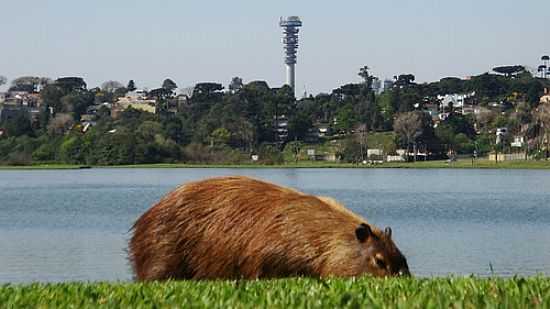 PARQUE BARIGUI-FOTO:JEFFERSONSDS - SANTO INCIO - PR