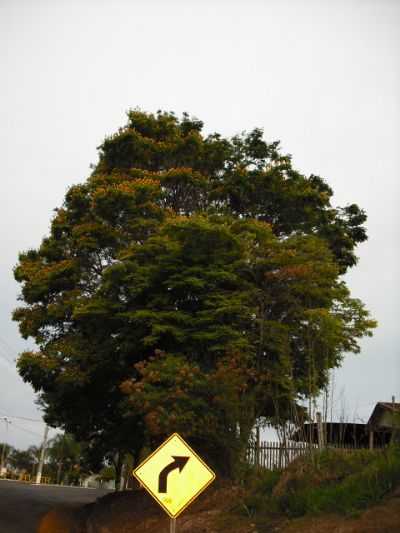 IP AMARELO, POR DANIEL INOCENCIO DE OLIVEIRA - SO JOS DA BOA VISTA - PR