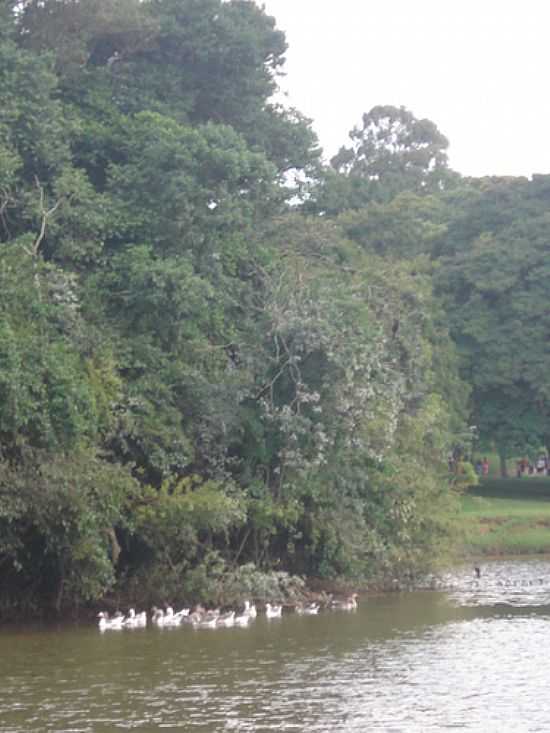 LAGO NO PARQUE SO LOURENO-FOTO: ISRA SEBASTIAN - SO LOURENO - PR