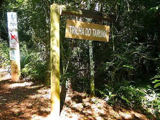 ENTRADA DA TRILHA TARUM NA RESERVA FLORESTAL CABEA DE CACHORRO EM SO PEDRO DO IGUAU-PR-FOTO:RICARDO MERCADANTE - SO PEDRO DO IGUAU - PR