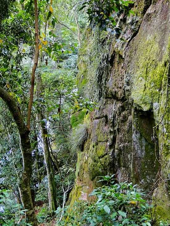 PAREDO NA TRILHA PARA CACHOEIRA DA ONA NO DISTRITO DE SO ROQUE-FOTO:RICARDO MERCADANTE - SO ROQUE - PR