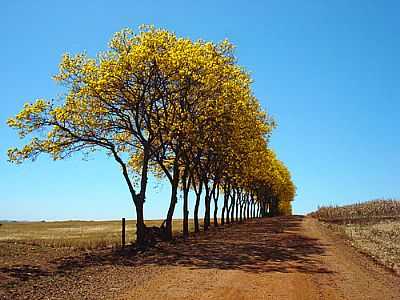 IP AMARELO PRXIMO A SERTANPOLIS POR CASSIANO BARRETO - SERTANPOLIS - PR