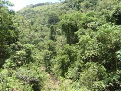 CAMINHO CACHOEIRA TAMANDUA, POR JOS ROBERTO - TERRA NOVA - PR