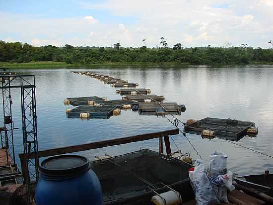 CRIAO DE TILPIA NO RIO COROA DO FRADE EM TERRA RICA-PR-FOTO:ISA LANZIANI - TERRA RICA - PR