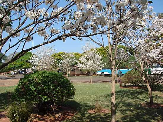 FLORADA DE IP BRANCO NA PRAA DOS PIONEIROS EM TERRA RICA-FOTO:ISA LANZIANI - TERRA RICA - PR