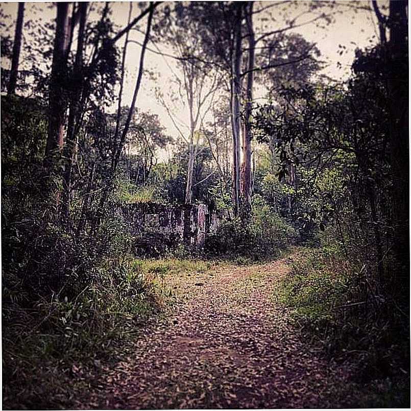 IMAGENS DA COLNIA TINDIQUERA, MUNICPIO DE ARAUCRIA/PR - TINDIQUERA - PR