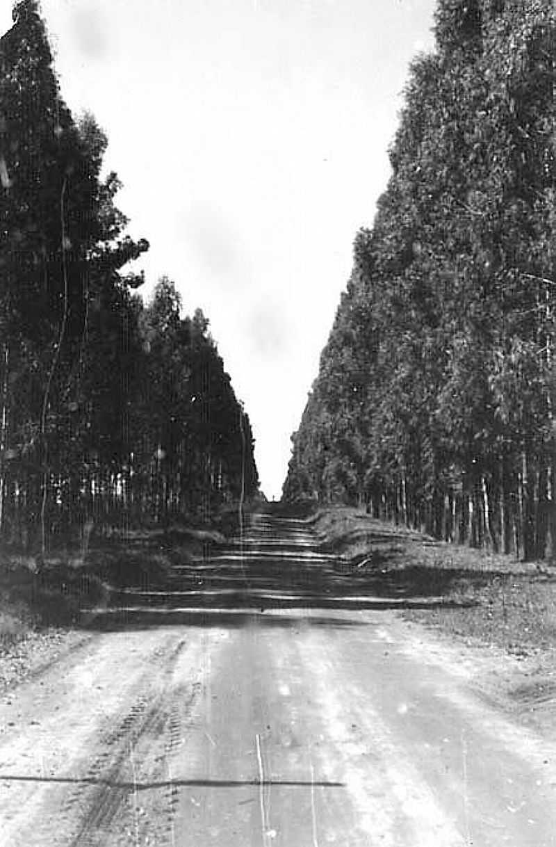 IMAGENS DA COLNIA TINDIQUERA, MUNICPIO DE ARAUCRIA/PR - TINDIQUERA - PR