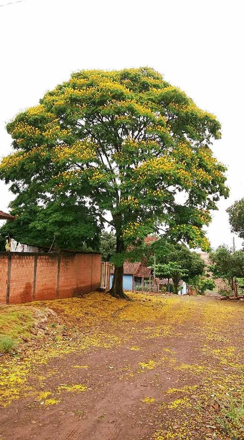 IMAGENS DA LOCALIDADE DE UBANA - PR DISTRITO DE SO JOO DO IVA - PR - UBAUNA - PR