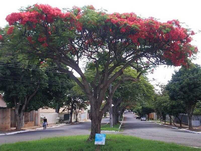 UMUARAMA-PR-FLAMBOYANT NA AV.RIO DE JANEIRO-FOTO:UDSON PINHO - UMUARAMA - PR